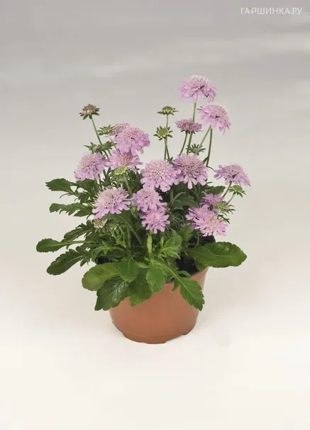 Скабиоза Ритц Роуз