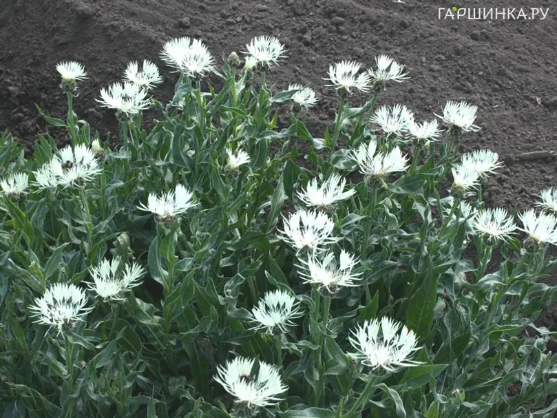 Василек Centaurea Montana Alba белый NEW!