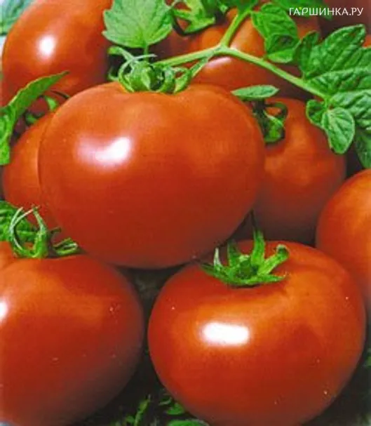 Томат Полфаст F1 10шт