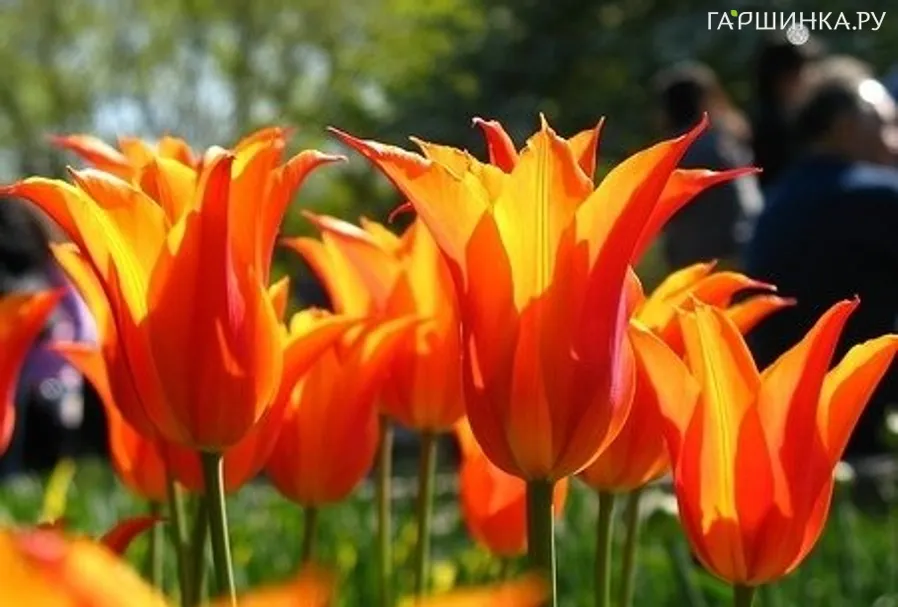 Тюльпан Балерина 5 шт