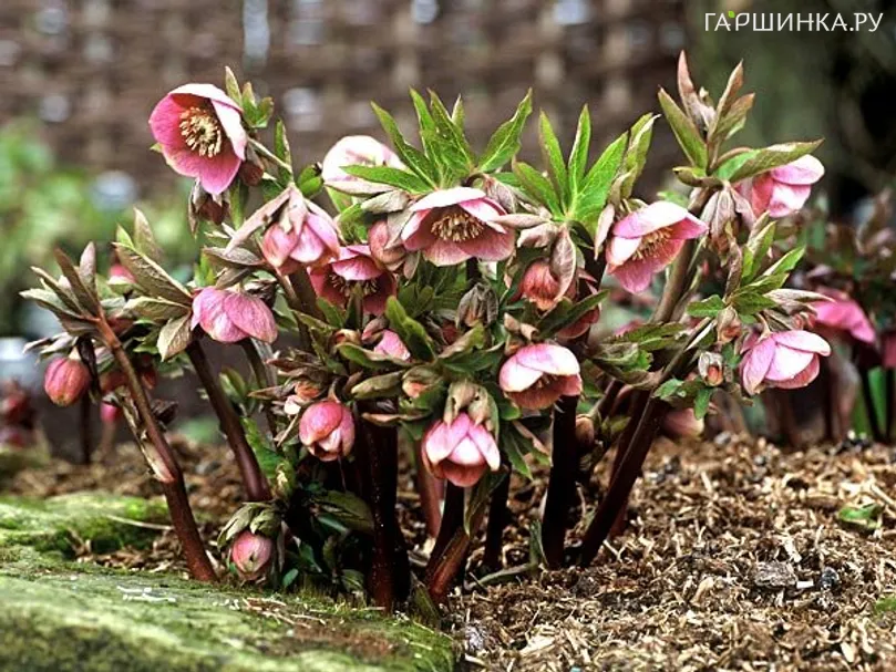 Морозник Ballard Hybrids