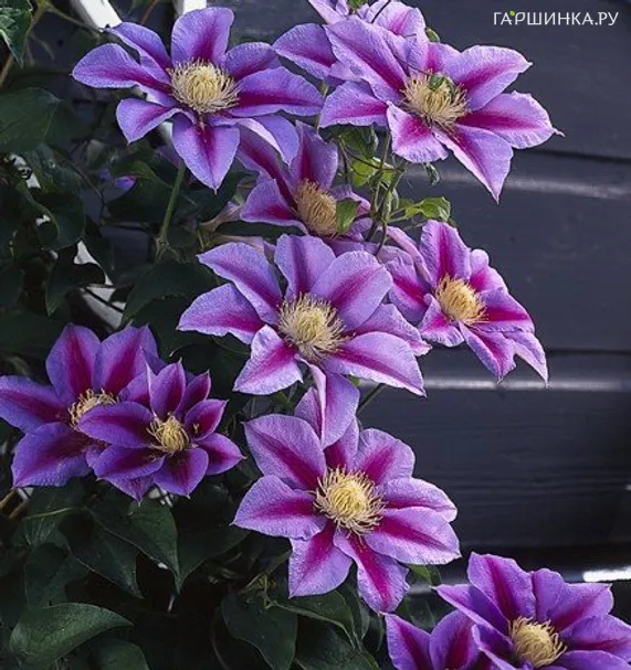 Клематис Барбара Джекман крупноцветковый (2)