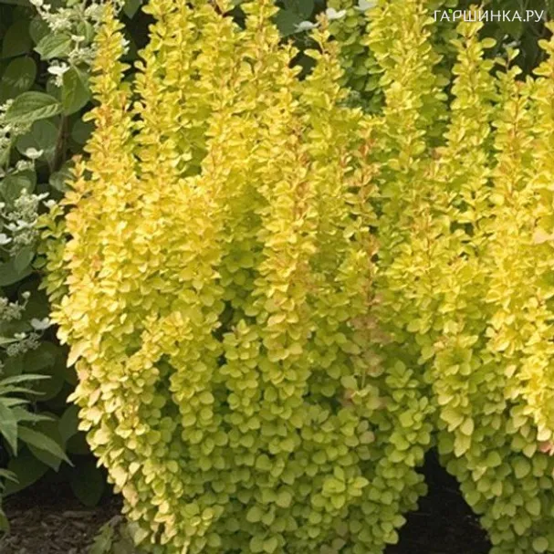 Барбарис Тунберга Голден Рокет