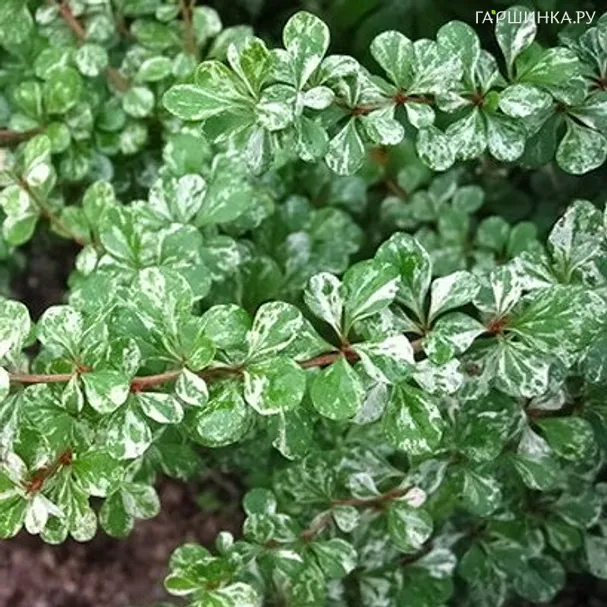 Барбарис Тунберга Келлерис