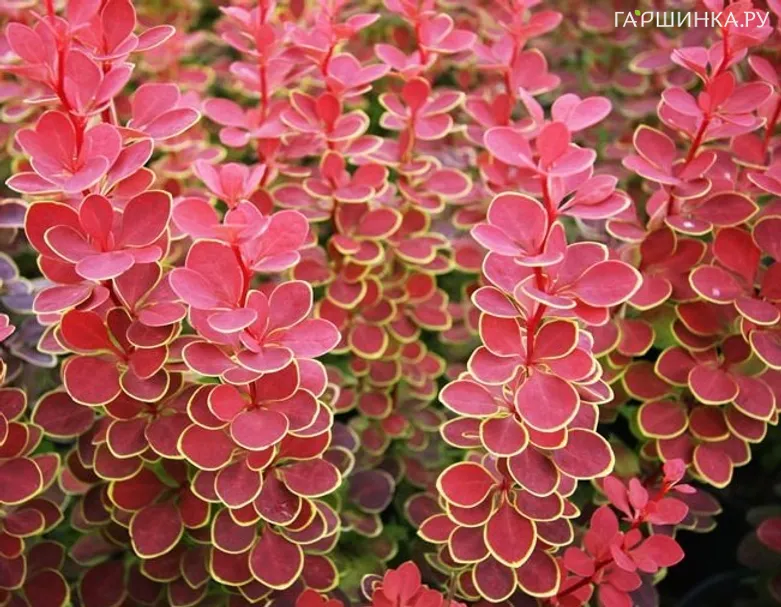 Барбарис Тунберга Оранж Санрайз