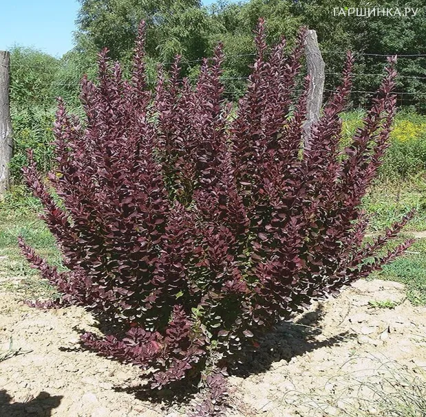 Барбарис Тунберга Ред Рокет