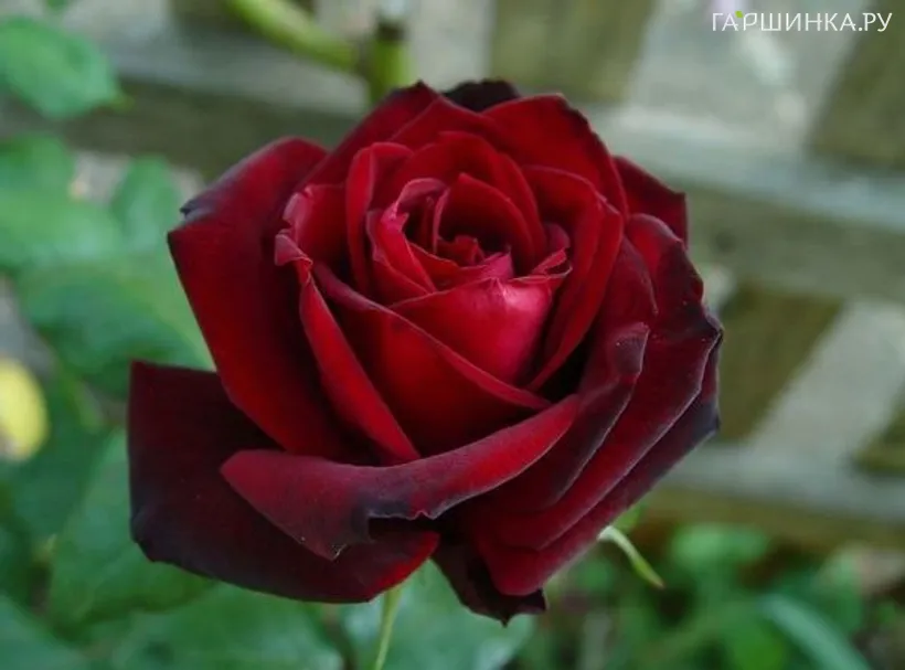 Роза Баркароле чайно-гибридная, Топалович (лиц)