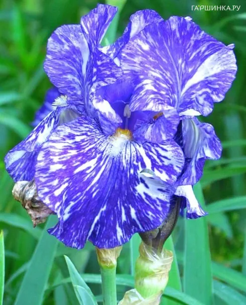 Ирис бородатый Батик