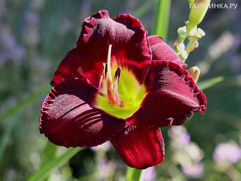 Лилейник Бела Лугоси