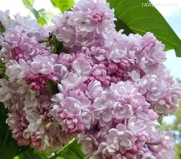 Сирень Бель де Нанси махровая