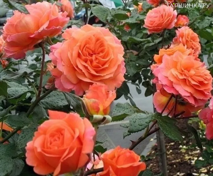 Роза Салмон кустарниковая, Imperial Rose