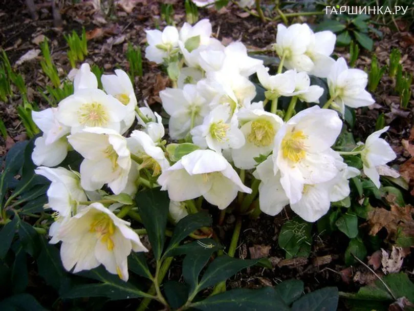 Морозник White Beauty