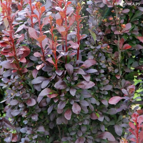 Барбарис Тунберга Хелмонд Пиллар