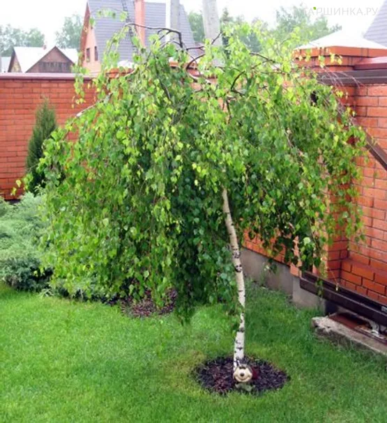 Береза повислая Юнга