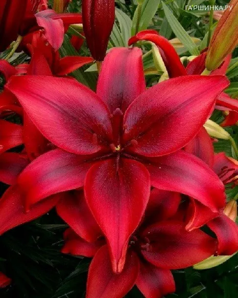 Лилия Блэк Аут азиатская/ 2шт