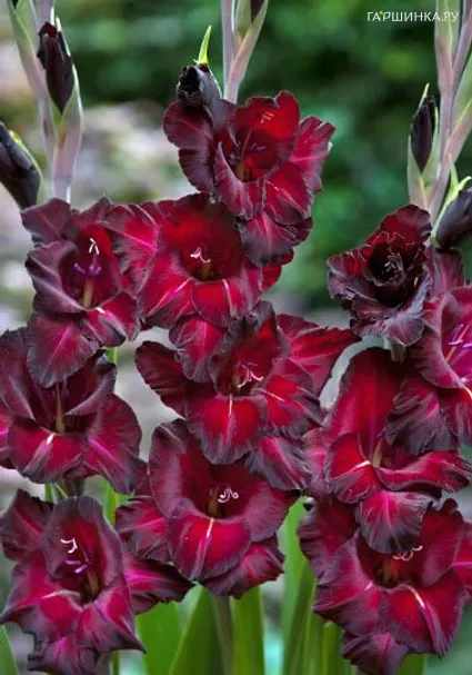 Гладиолус Блек Сюрпрайз