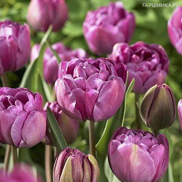 Тюльпан Блу Даймонд махровый 5шт.