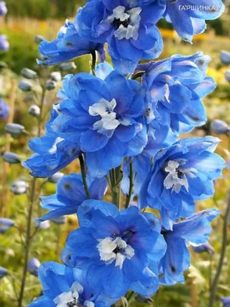 Дельфиниум Пацифик Блю Берд
