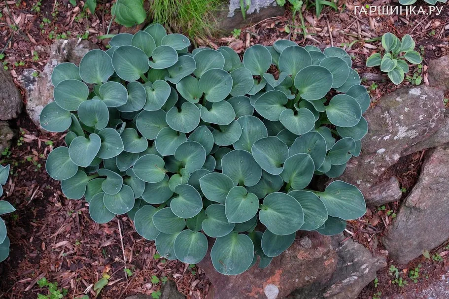 Хоста Блу Маус Иэрз (S)