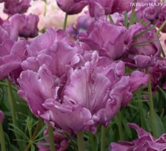 Тюльпан Блю Пэррот попугайный 5шт