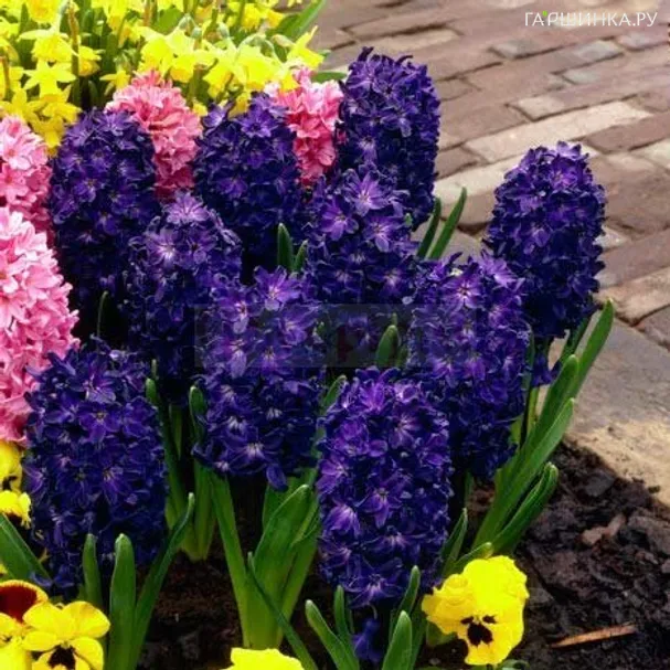 Гиацинт Блю Сапфир темно-синий 2 шт