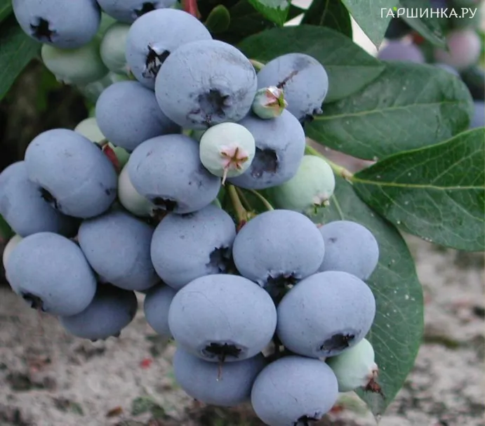 Голубика Блюголд