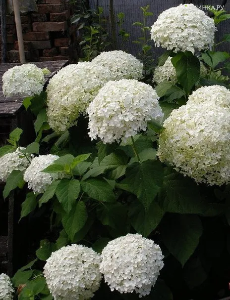 Гортензия Баунти (Щедрая награда) древовидная