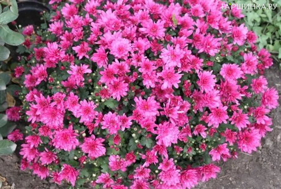 Хризантема мультифлора Бранбич Лилак