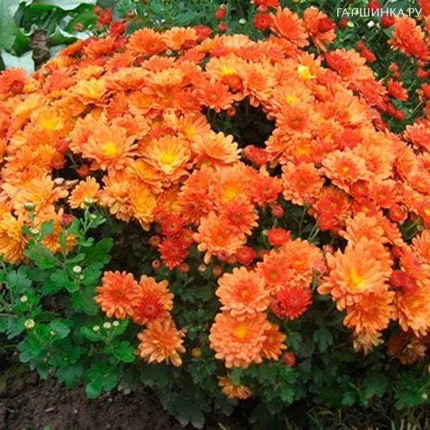 Хризантема мультифлора Бранбич Оранж