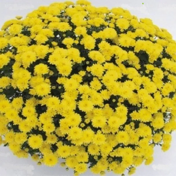 Хризантема мультифлора Бранбич Санни