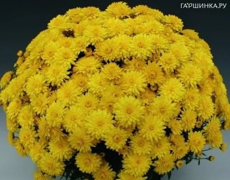 Хризантема мультифлора Брандюн