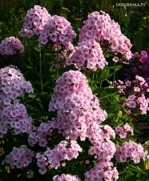 Флокс Брайт Айс метельчатый