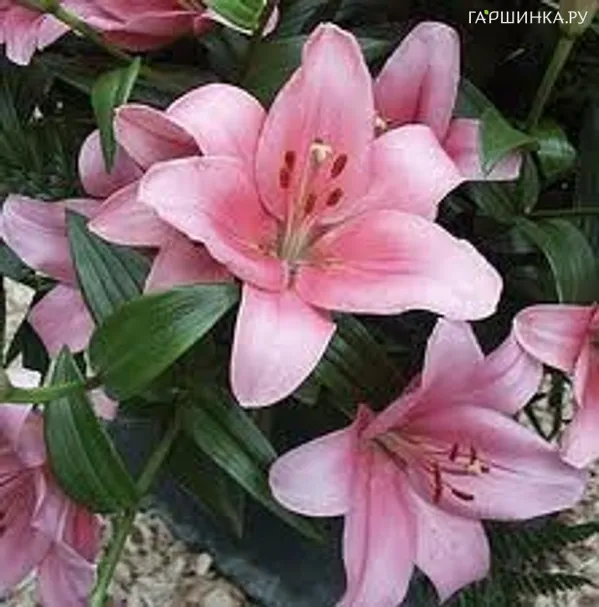 Лилия Бриндизи ЛА-гибрид/2шт