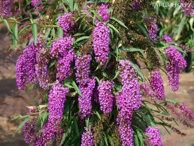 Буддлея Давида Нано Пурпл