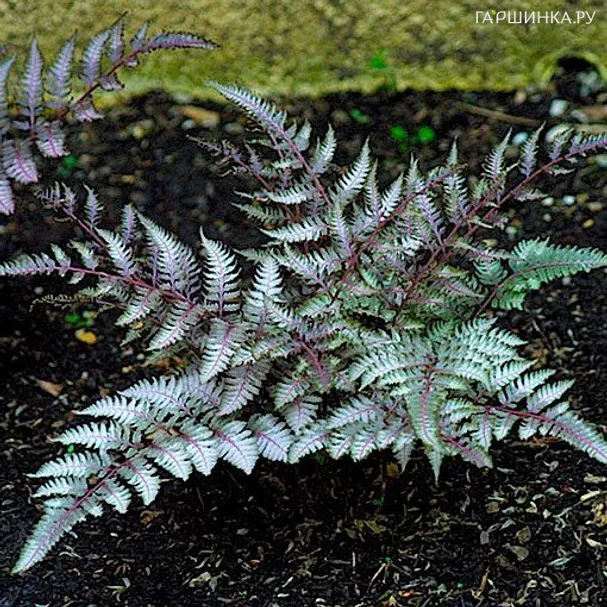 Кочедыжник (папоротник) ниппонский Бургунди Лейс