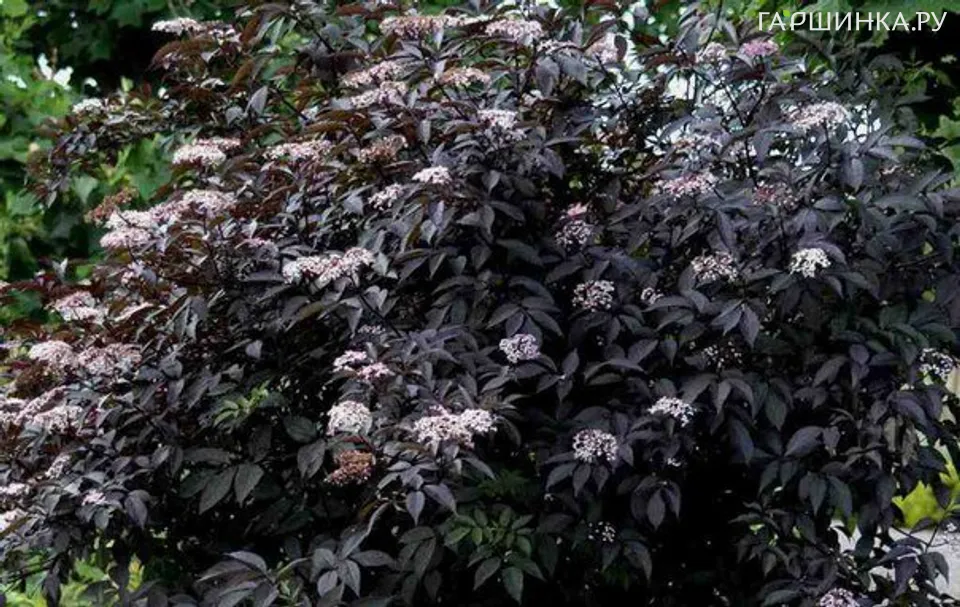Бузина Блэк Бьюти