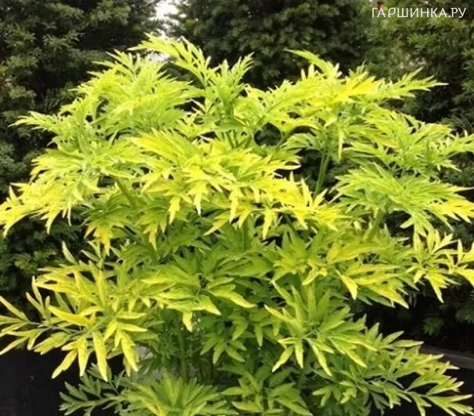 Бузина Голден Тауэр черная