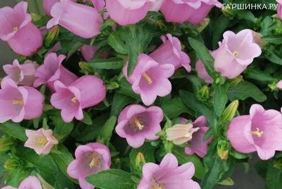 Колокольчик Milan Lilac