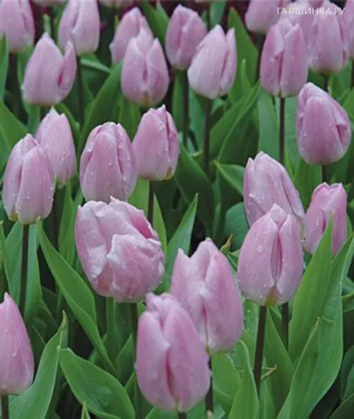 Тюльпан Кэнди Принц простой ранний 5шт.