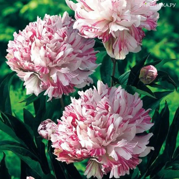 Пион Кэнди Страйп