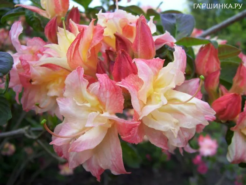 Рододендрон (Азалия) Кэннонс Дабл