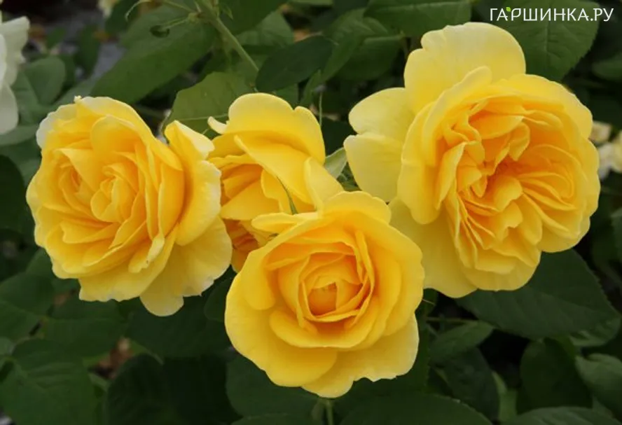 Роза Карт д'Ор флорибунда, Топалович (лиц)