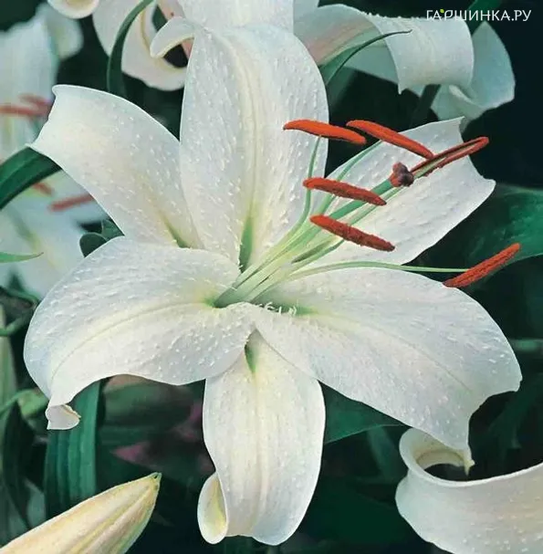 Лилия Каса Бланка восточная