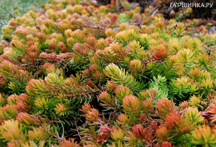 Очиток (седум) отогнутый Ангелина