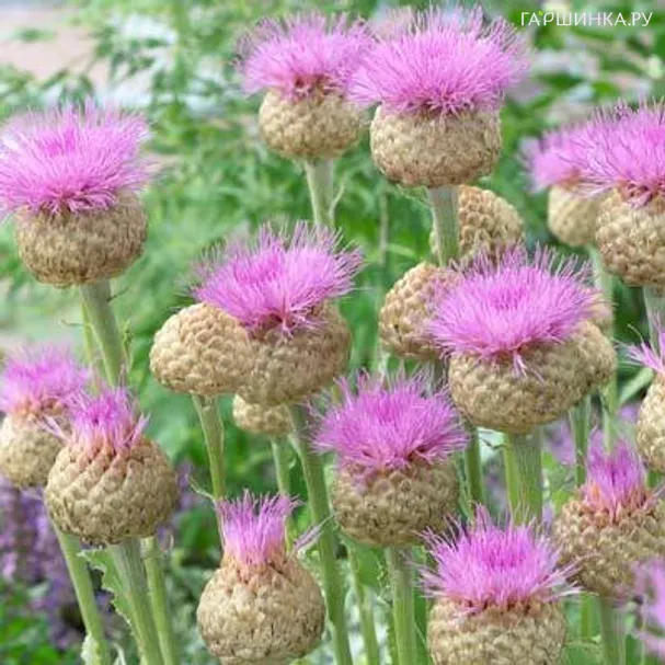 Василек Пульхра Мажор