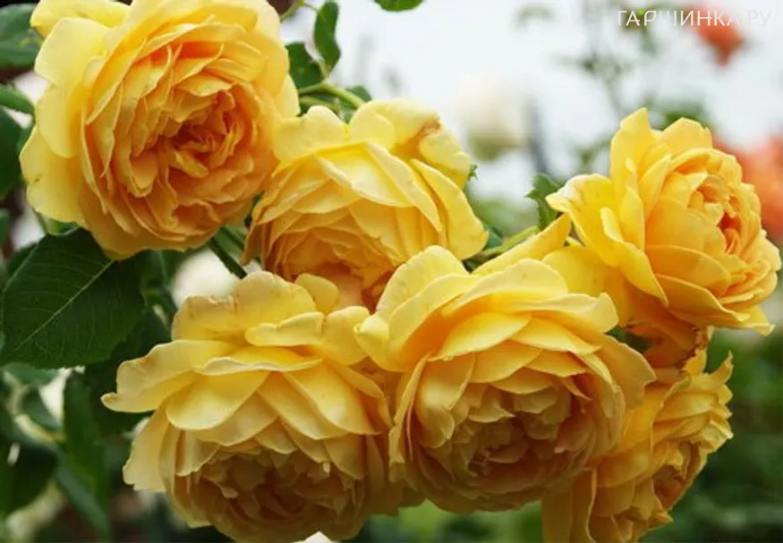 Роза Чарльз Дарвин, Д.Остин кустарниковая (лиц)