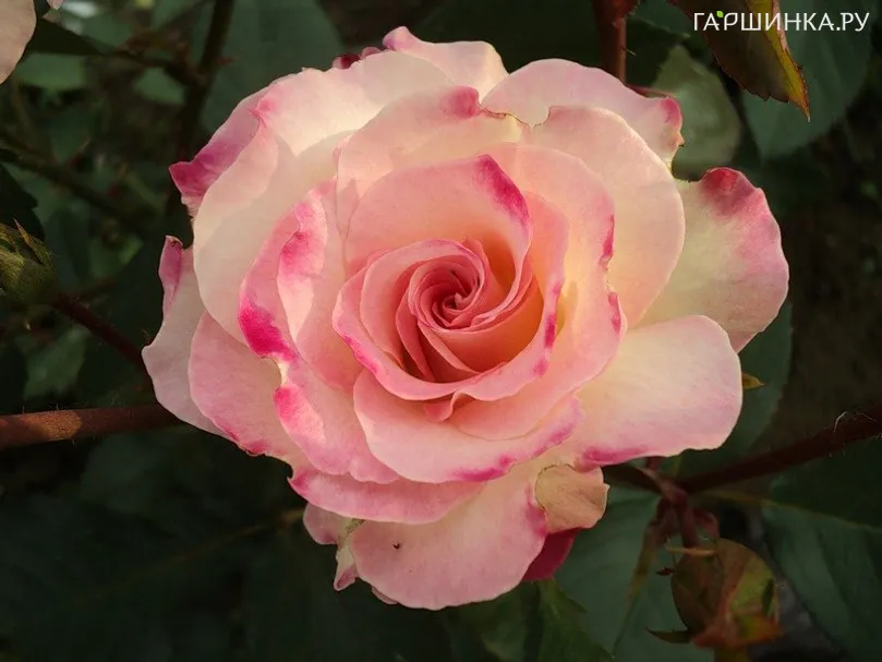 Роза Шарль Азнавур флорибунда, Imperial Rose