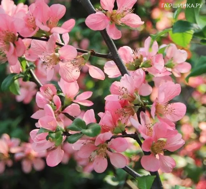 Айва Пинк Леди