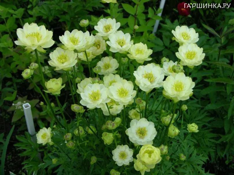 Купальница Чеддер