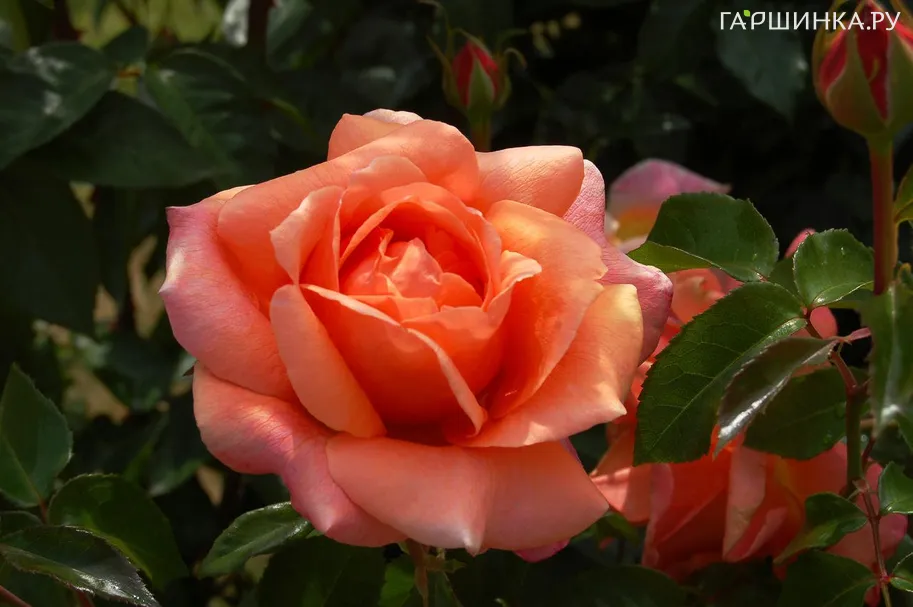 Роза Черри Бренди чайно-гибридная, Тантау (лиц)